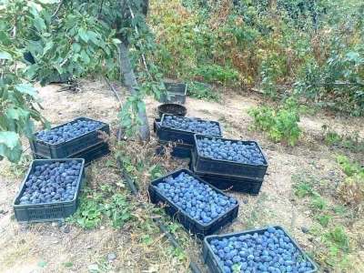 Domaći Šljivov destilat-meka rakija