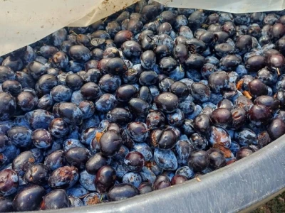 Rakija Meka i Ljuta