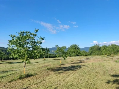 Hladno ceđeno ulje