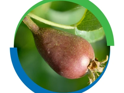 Isabion