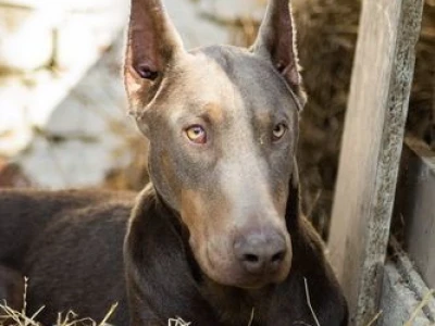 Izabel Doberman muzjak za parenje