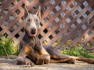 Izabel Doberman muzjak za parenje
