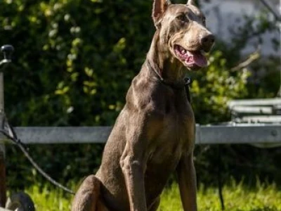 Izabel Doberman muzjak za parenje