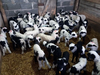 Jagnjad-sisavčad