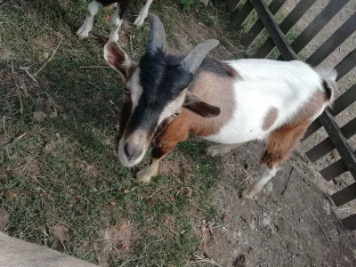 Jarići