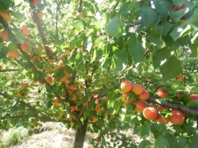 Kajsija rakija prodaja