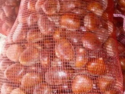 Kalemljeni kesten - prinos od 5 do 7 t po hektaru
