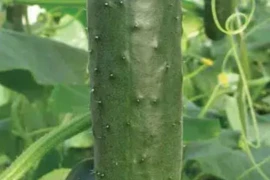 Krastavac Darina Mix 10g