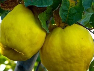 Kvalitetne sadnice jabučastog voća – Jabuke, kruške, dunje!