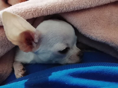 MINI ČIVAVE