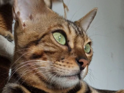 MMaestro_bengal macici