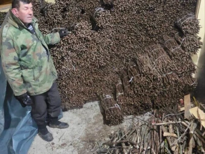 Isečena Loza 1 KLASE za Kalemljenje (Kober BB)
