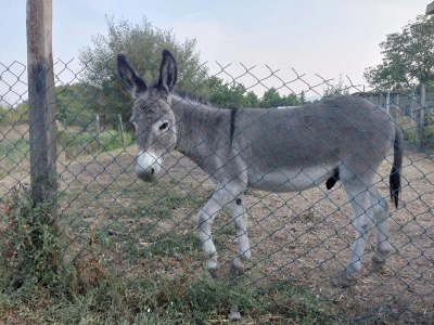 Na prodaju muzjak magarca