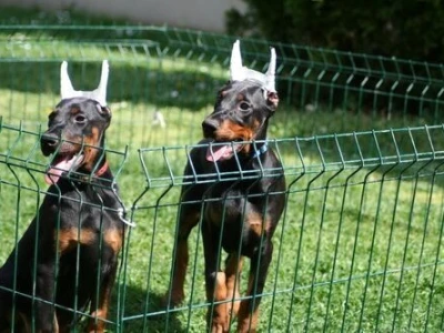 Na prodaju štenci dobermana šampionskog porekla