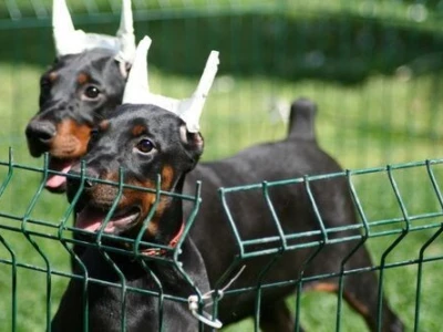 Na prodaju štenci dobermana šampionskog porekla