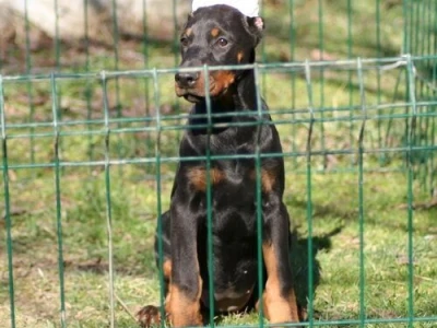 Na prodaju štenci dobermana šampionskog porekla