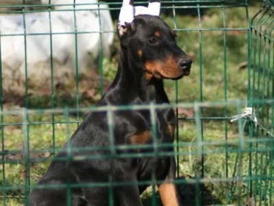 Na prodaju štenci dobermana šampionskog porekla