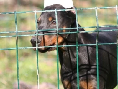 Na prodaju štenci dobermana šampionskog porekla