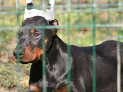 Na prodaju štenci dobermana šampionskog porekla