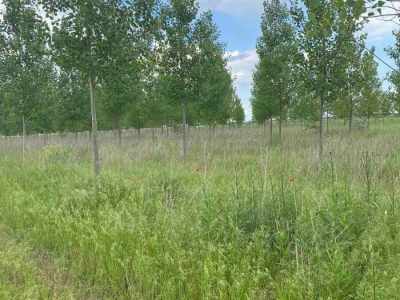 Odlična investicija, šumsko zemljište sa posađenom topolom