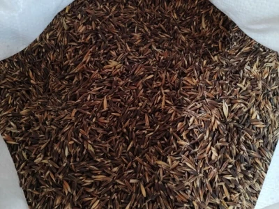 Ovas (zob) crni
