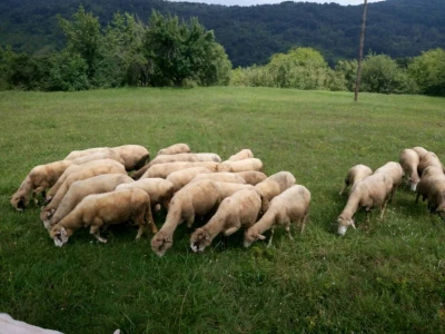 Ovce svrljiška pramenka stado 20 kom