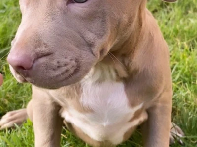 Pitbull Blueline & Lilac