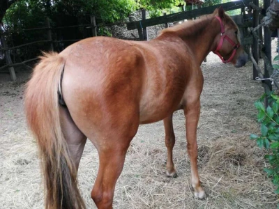 Poluhaflinger ždrebica prodaja