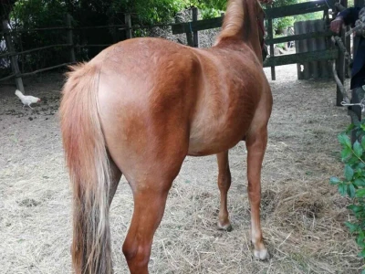 Poluhaflinger ždrebica prodaja