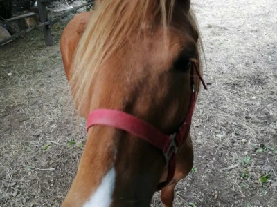 Poluhaflinger ždrebica prodaja