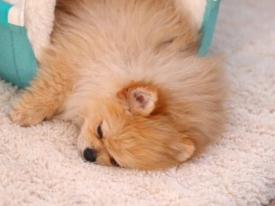 Pomeranac zenkica
