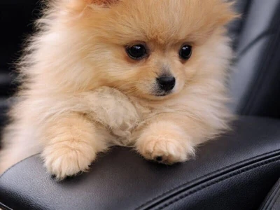 Pomeranac zenkica