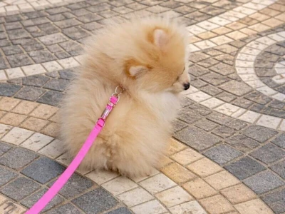 Pomeranac zenkica