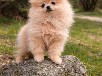Pomeranac zenkica