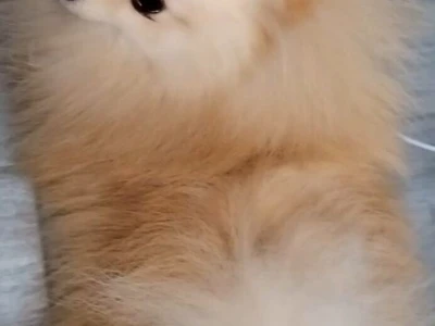 Pomeranac zenkica