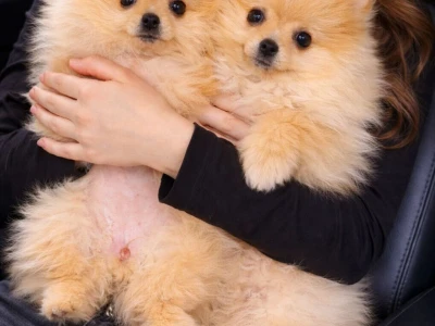 Pomeranac zenkica