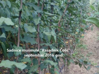 PONUDA VOĆNIH I LOZNIH SADNICA proleće 2019 GOD.
