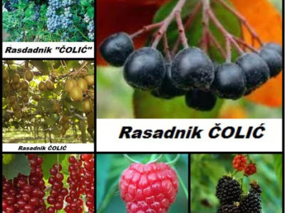 PONUDA VOĆNIH I LOZNIH SADNICA proleće 2019 GOD.
