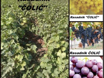 PONUDA VOĆNIH I LOZNIH SADNICA proleće 2019 GOD.