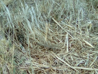 Prodaja trske