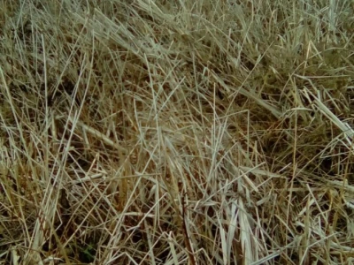 Prodaja trske