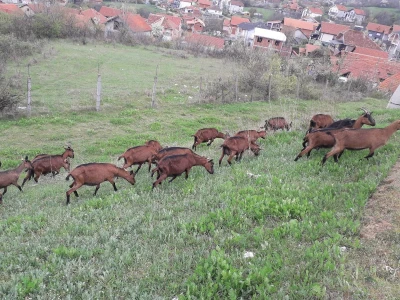 Prodajem alpine koze umatičene