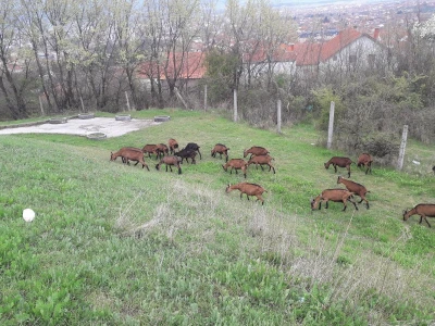 Prodajem alpine koze umatičene