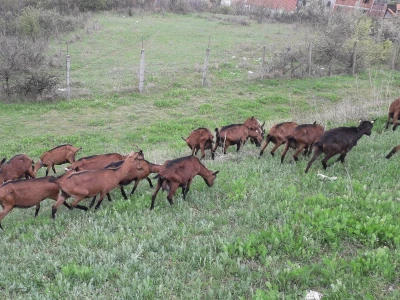 Prodajem alpine koze umatičene
