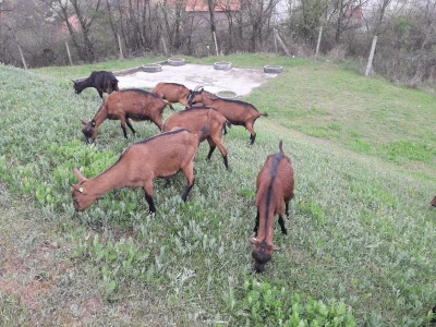 Prodajem alpine koze umatičene