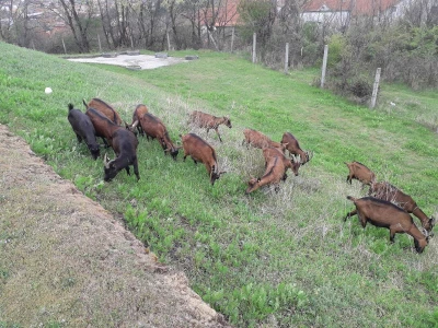 Prodajem alpine koze umatičene