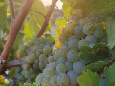 Prodajem grožđe vrhunskih vinskih sorti
