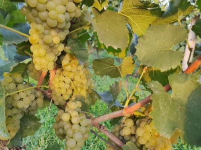 Prodajem grožđe vrhunskih vinskih sorti
