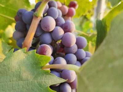 Prodajem grožđe vrhunskih vinskih sorti