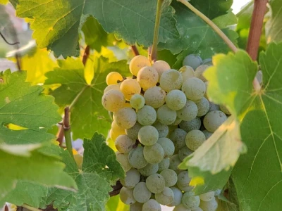 Prodajem grožđe vrhunskih vinskih sorti
